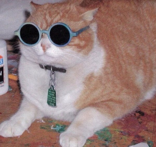 Жирнвй кот в осеах