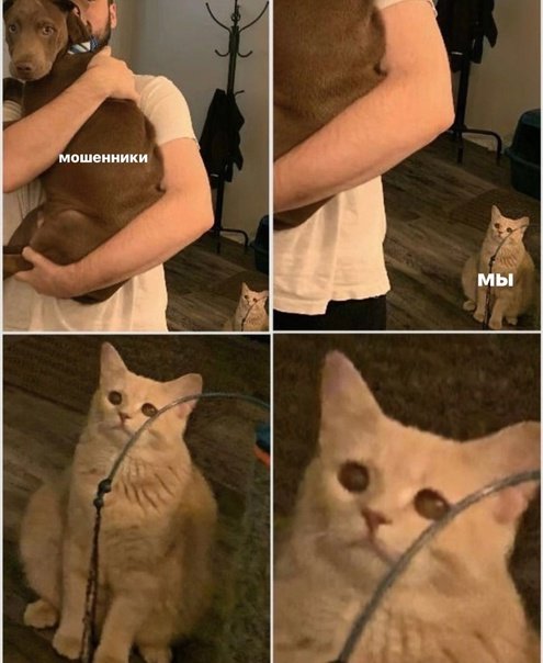 Кот Мем