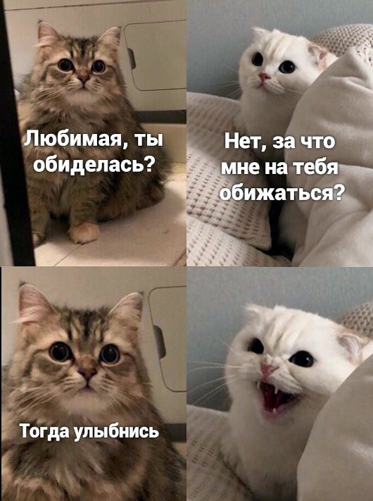 Смешные мемы с котами