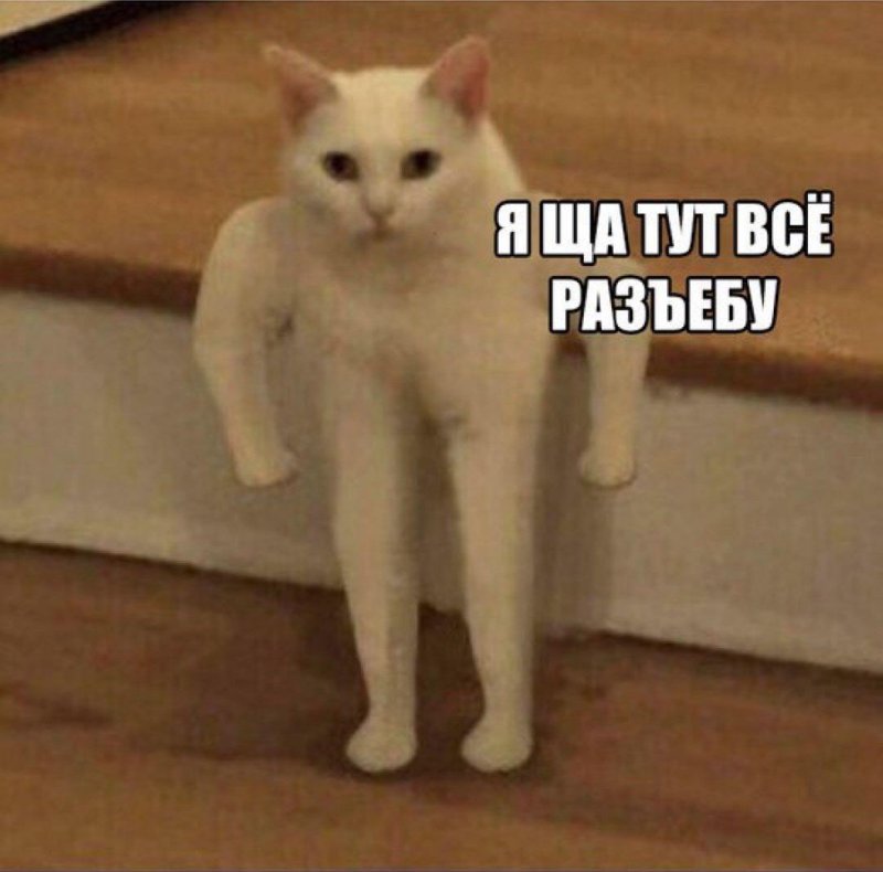 Мем с котом качком