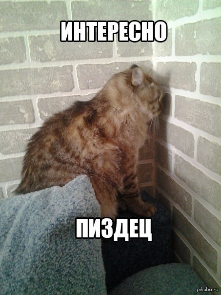 Кот смотрит в стену interesting