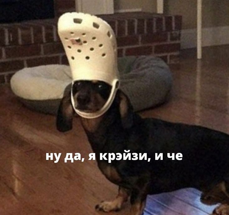 Собака с тапком на голове