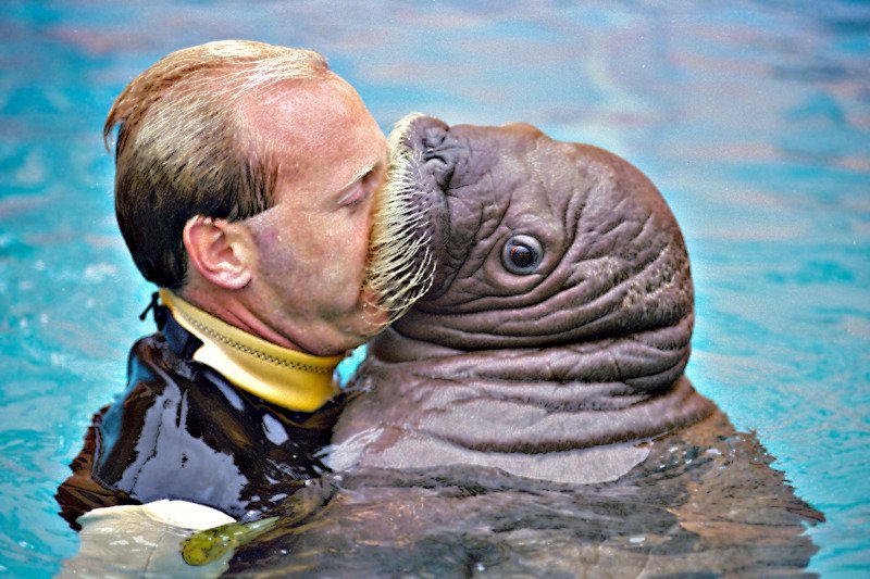 Морж прикольный