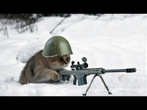 Кот с пулеметом