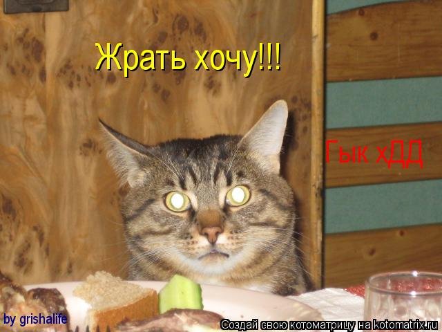 Кот кушает Мем