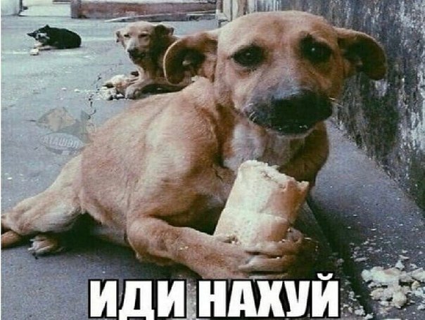 Собака с хлебом Мем иди нахуй