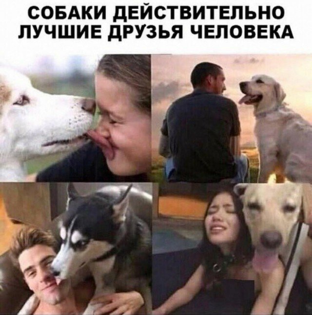Собака лучший друг человека
