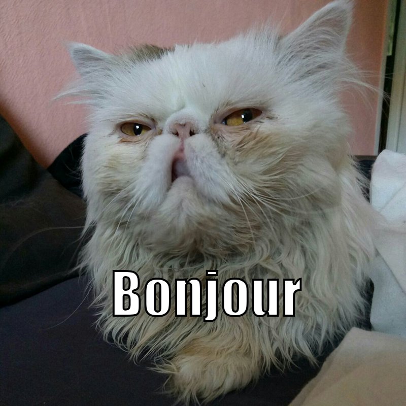 Котик выспался