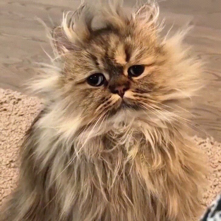 Персидская шиншилла Вилфред