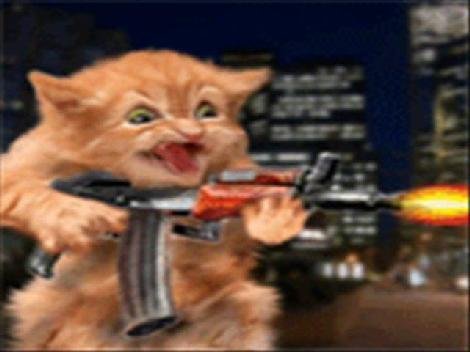 Коты с автоматами