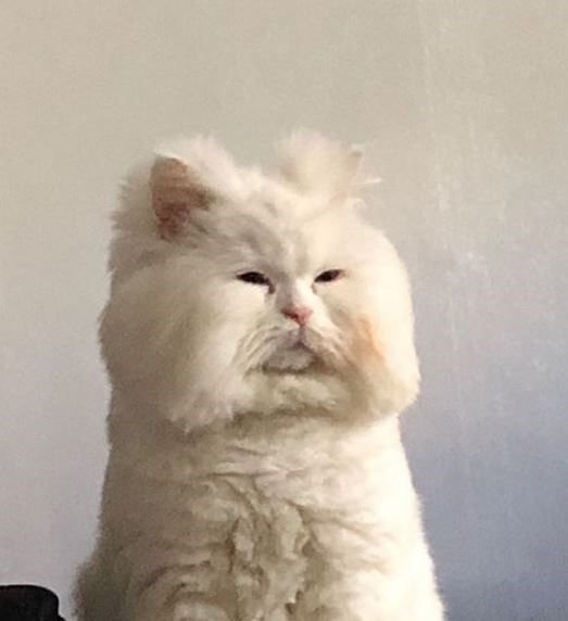 Невыспавшийся белый кот