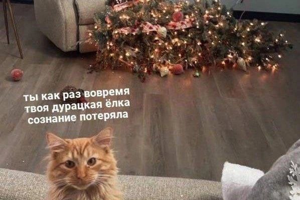 Коклюш с котом