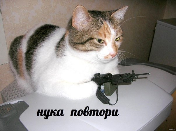 Кот с пистолетом