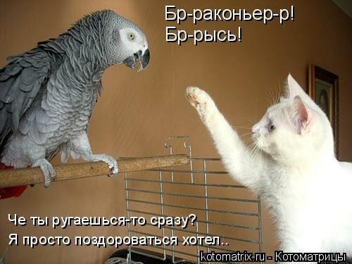 Смешные фото попугаев с надписями
