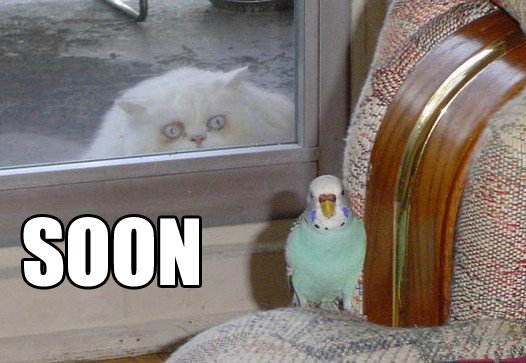 Попугай ждет