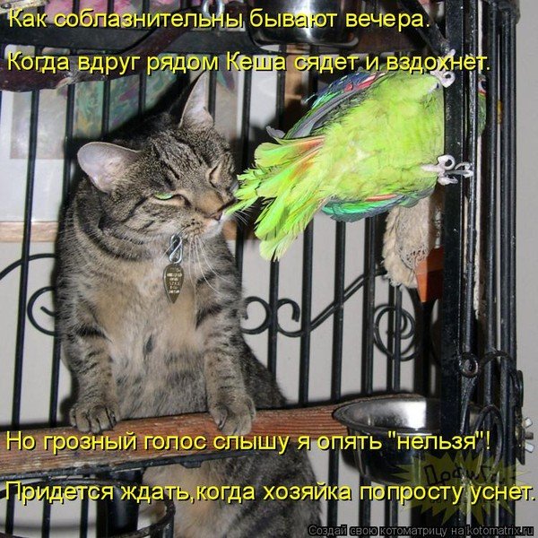 Смешные попугаи с надписями