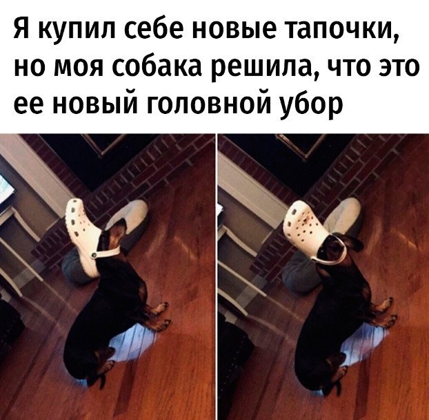 Пес с тапком на голове