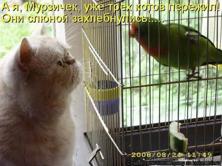 Попугай с надписью