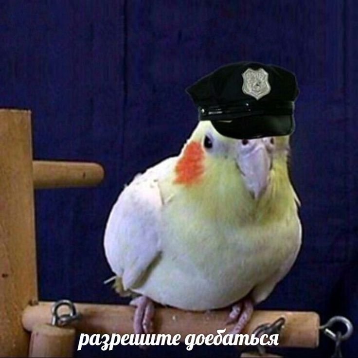 Смешные попугаи мемы