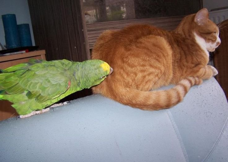 Смешные попугаи с надписями