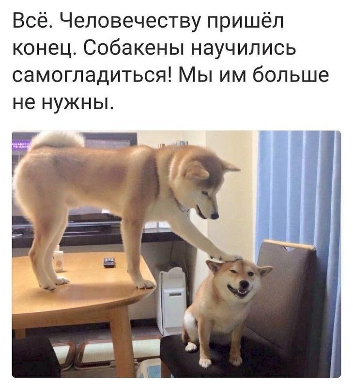 Собакен Мем