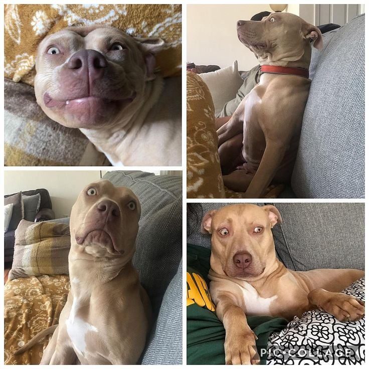 Питбуль ожидание и реальность