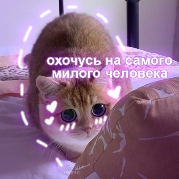 Кот Мем