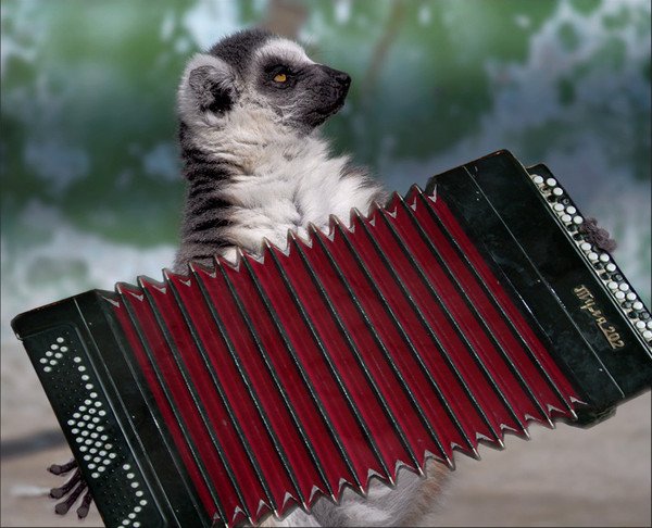 Кот с аккордеоном