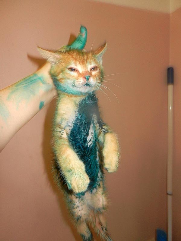 Котенок в краске испачкался
