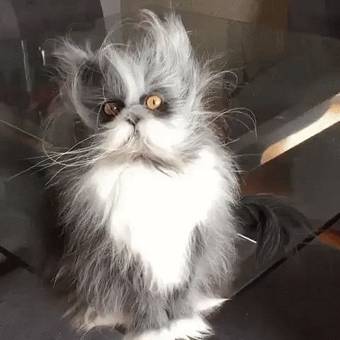 Кот Атчум порода