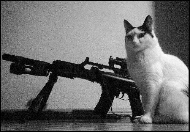 Коты с автоматами