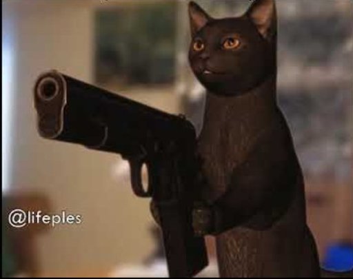 Черный кот негр