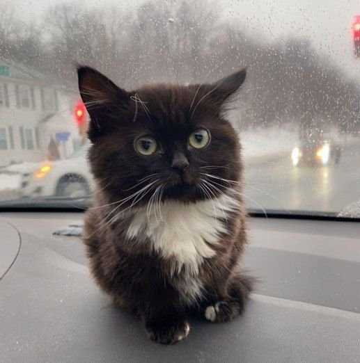 Кошка Вирго чмоня