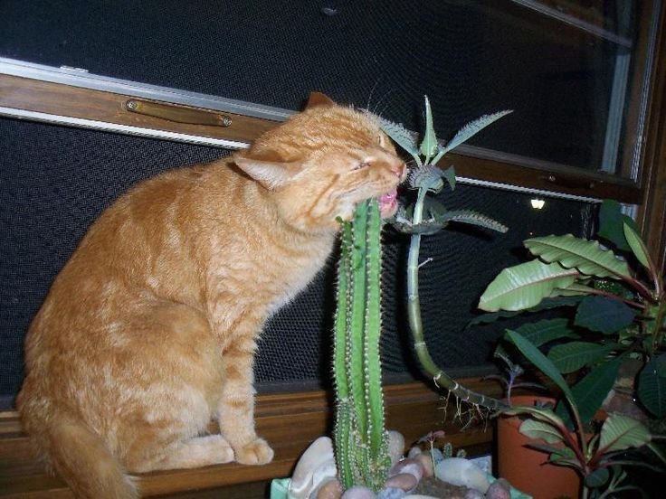 Кошка ест Кактус