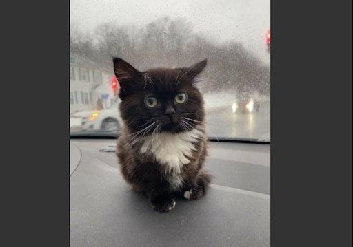 Мемный котенок