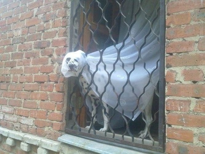 Собака графиня де Монсоро