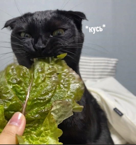 Кот с салатом Мем
