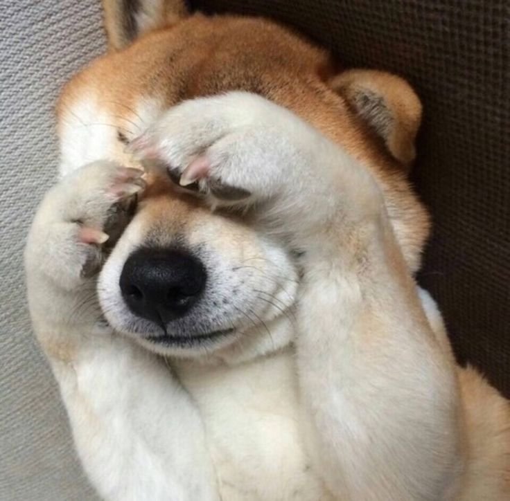 Настроение собаки