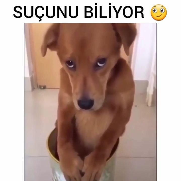 Собака просит