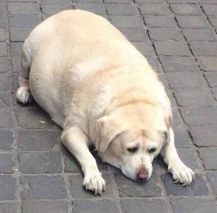 ОЖИРЕВШИЕ лабрадоры