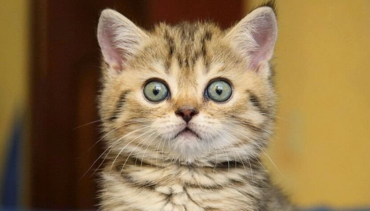 Котики смешные