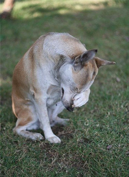 Собака прикрывает лапой морду