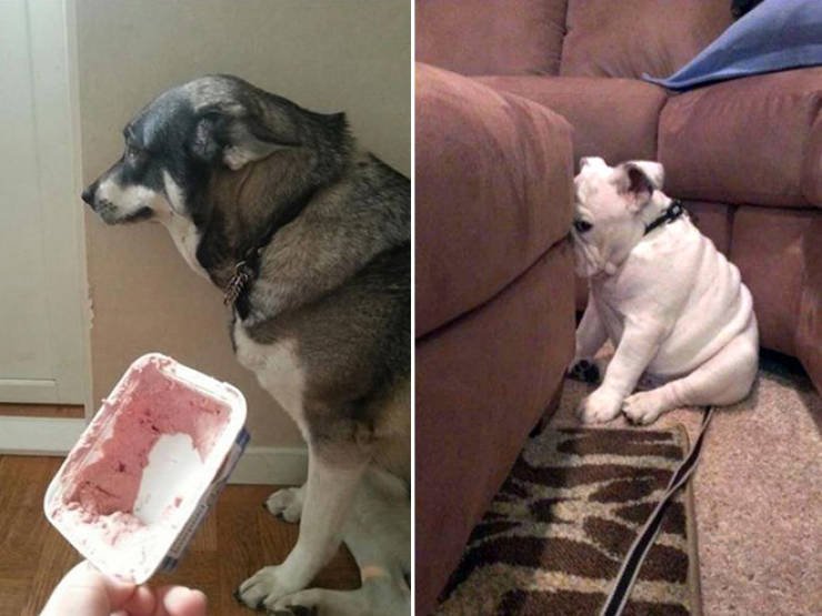 Стыдно собака