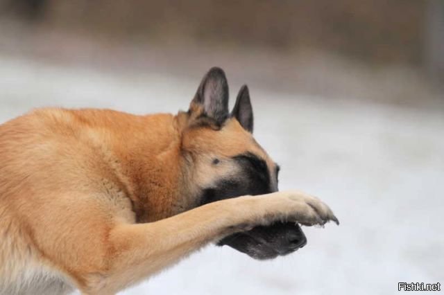 Собака прикрывает нос лапой