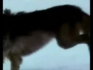 Волк одиночка 18 аморальный