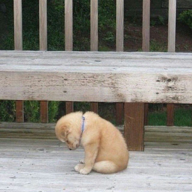 Грустный щенок