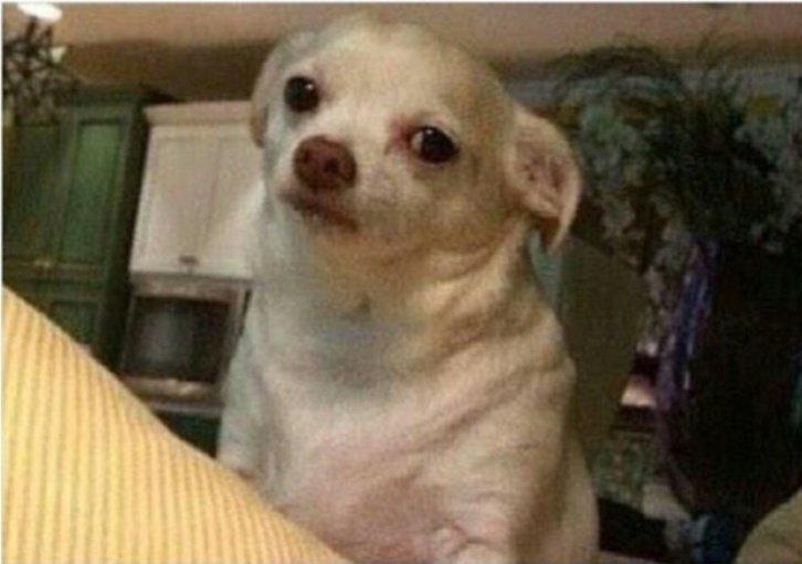 Собака плачет смешно