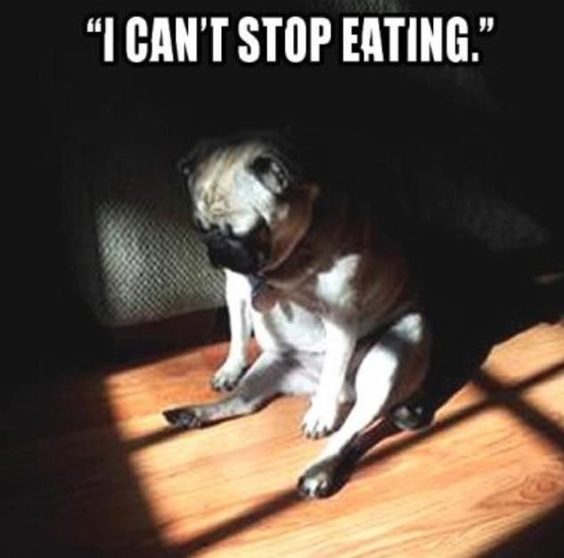 Унылая собака