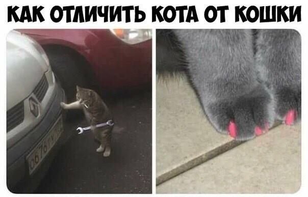 Его лапы выглядят так чтобы ее