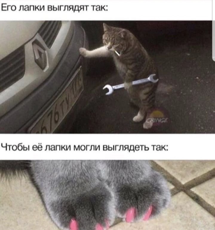 Его лапки выглядят так